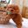 Realistic Teddy Dog Lucky Simulation Dog Poodle Plush Toys Handmade Realistic Figure Toy Dog Plush Animal Toys For Kids