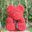 Tronzo 40cm Rose Teddy Bear Soap Foam Flower Dolls Artificial Animal Bear Rose Toys Valentines Day Gift for Girls