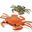 Simulation Model Remote Control Crabs Crawl Toy Electric Educational Toys for Children